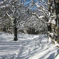 Scopri il Parco con le racchette da neve: dal Passo del Tomarlo al Passo del Chiodo