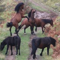 Horsewatching - calendario escursioni