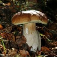 Alla scoperta dei funghi del Parco dell'Aveto